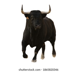 Spanish black bull with dangerous horns