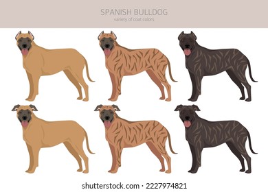 Spanish Bulldog clipart. All coat colors set.  All dog breeds characteristics infographic. Vector illustration