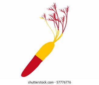 Spanish carrot
