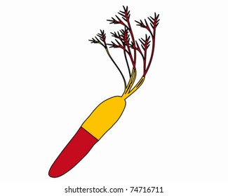 Spanish carrot