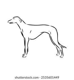 Galgo espanhol, Greyhound cão preto e branco