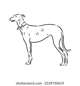 Galgo espanhol, Greyhound cão preto e branco