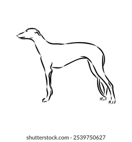 Galgo espanhol, Greyhound cão preto e branco