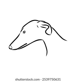 Galgo espanhol, Greyhound cão preto e branco