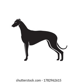 Spanish grayhound galgo - isolated vector illustration