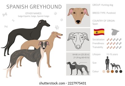 Spanish Greyhound clipart. All coat colors set.  All dog breeds characteristics infographic. Vector illustration