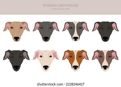 Spanish Greyhound clipart. All coat colors set.  All dog breeds characteristics infographic. Vector illustration