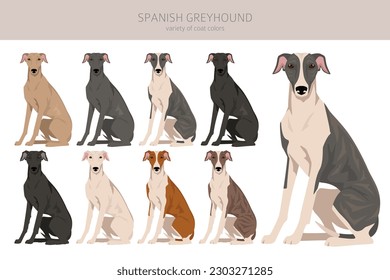 Spanish Greyhound clipart. All coat colors set.  All dog breeds characteristics infographic. Vector illustration