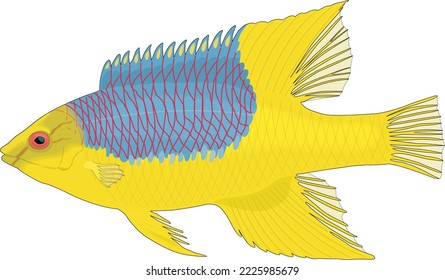 Spanische Hogfish Schwimmvektorgrafik