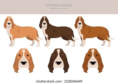 Spanish hound clipart. All coat colors set.  All dog breeds characteristics infographic. Vector illustration