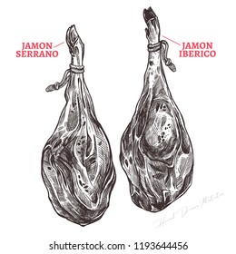 Spanish jamon iberico and serrano, hand drawn sketch illustration. Meat product or farm pork engraving vector