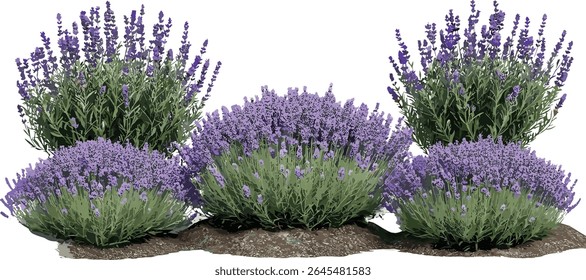 Lavanda Lavandula pedunculata isolada recorte, planta de lavanda francesa, arbusto aromático, verde jardim, buquê de ervas, ilustração vetorial.