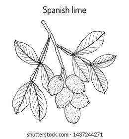 Spanish lime (Melicoccus bijugatus), or ginepa, mamoncillo, medicinal plant. Hand drawn botanical vector illustration