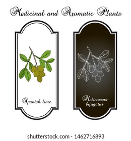 Spanish lime (Melicoccus bijugatus), or ginepa, mamoncillo, medicinal plant. Hand drawn botanical vector illustration