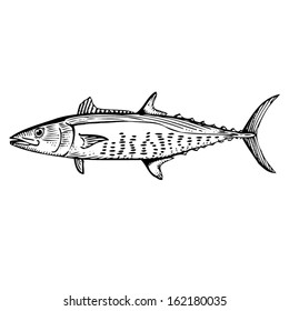 Spanish Mackerel