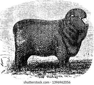 Spanish Merino Ewe is an economically influential breed of sheep prized for its wool vintage line drawing or engraving illustration.