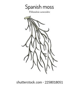 Spanish moss (Tillandsia usneoides), medicinal plant. Hand drawn botanical vector illustration