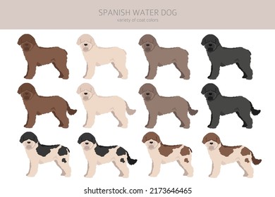 Spanish water dog coat colors, different poses clipart.  Vector illustration