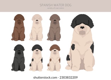 Spanish water dog coat colors, different poses clipart.  Vector illustration