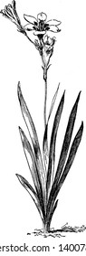 Sparaxis Tricolor is also known as wandflower, harlequin flower, and sparaxis, plant with purple spotted flowers, vintage line drawing or engraving illustration.