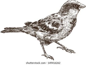 sparrow