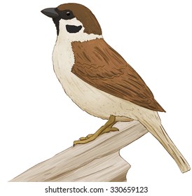 sparrow