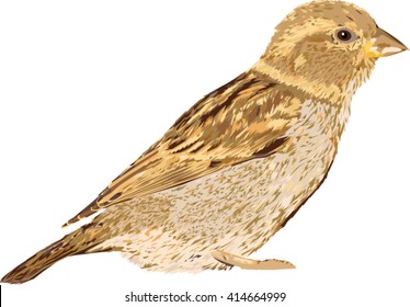 Sparrow