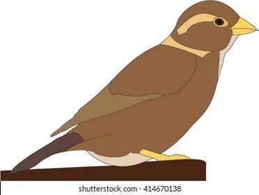 Sparrow