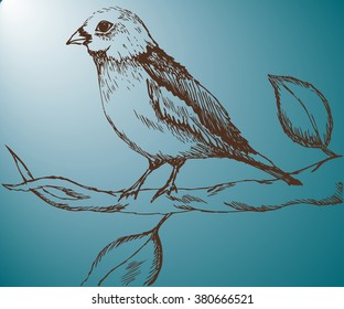 Sparrow. Anima. Bird. Sketch .Drawn by hand