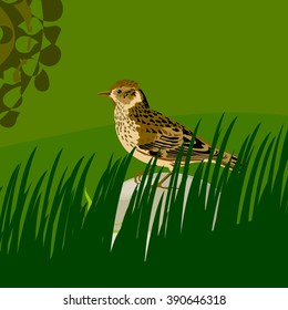 Sparrow between the grass vector illustration.