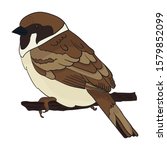 Sparrow bird. Baby vector illustration on a white background isolated. Use for magazines, children