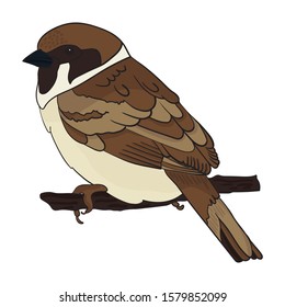 Sparrow bird. Baby vector illustration on a white background isolated. Use for magazines, children's books, coloring books, prints on clothes.
