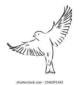 sparrow bird, Contour vector illustration 