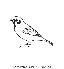 sparrow bird, Contour vector illustration 