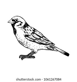 Sparrow Bird Engraving Vector Illustration. Scratch Board Style Imitation. Black And White Hand Drawn Image.