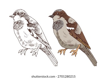 Ilustración vectorial dibujada a mano del pájaro del gorrión