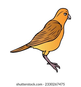 sparrow bird illustration,
isolated on white background.Top view