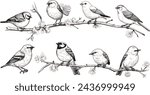 Sparrow bird ink style vector illustration set. Cute little flying bird vector collection on white background