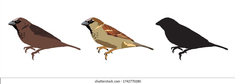 Sparrow Bird Isolated Illustration Set