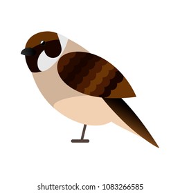 Sparrow bird isolated vector
