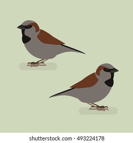 Sparrow bird on a branch. Isolated vector illustration of a flat