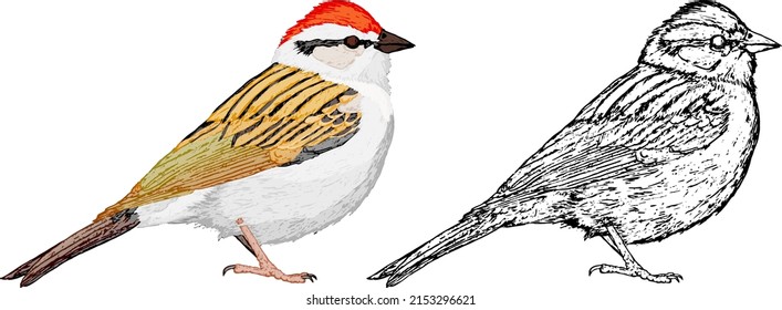 Sparrow bird perched sideway, isolated against white. Hand drawn vector illustration.