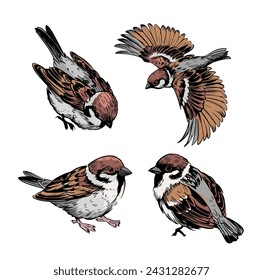 Sparrow, bird, set,sketch illustration, hand drawn, black outline, engraving style