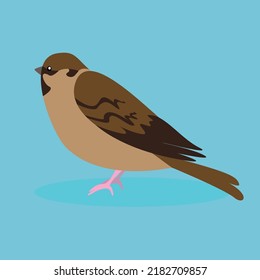 Sparrow, bird, side view, illustration
