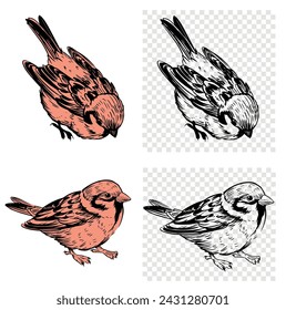 Sparrow, bird, sketch illustration, hand drawn, black outline, engraving style