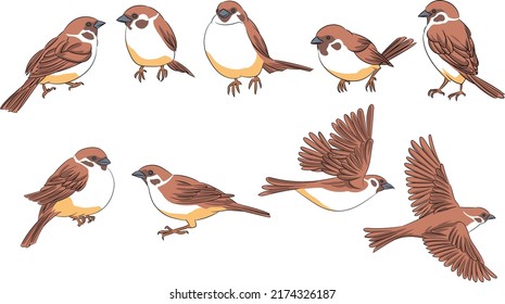 sparrow bird vector color collection set