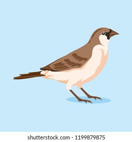 Sparrow Bird Vector Illustration