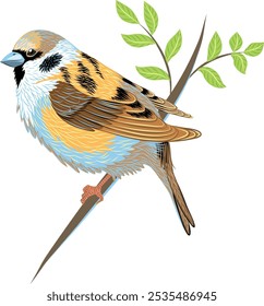 Sparrow bird vector illustration isolated