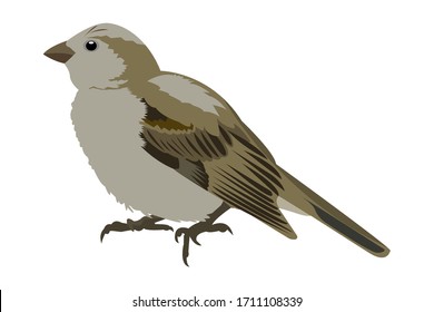 Sparrow bird vector, isolated on white background. House Sparrow (Passer domesticus) female, stock illustration