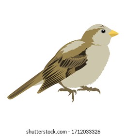 Sparrow bird vector, isolated on white background. House Sparrow (Passer domesticus) female, stock illustration